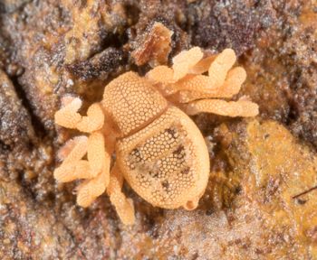 Media type: image; Invertebrate Zoology 143922